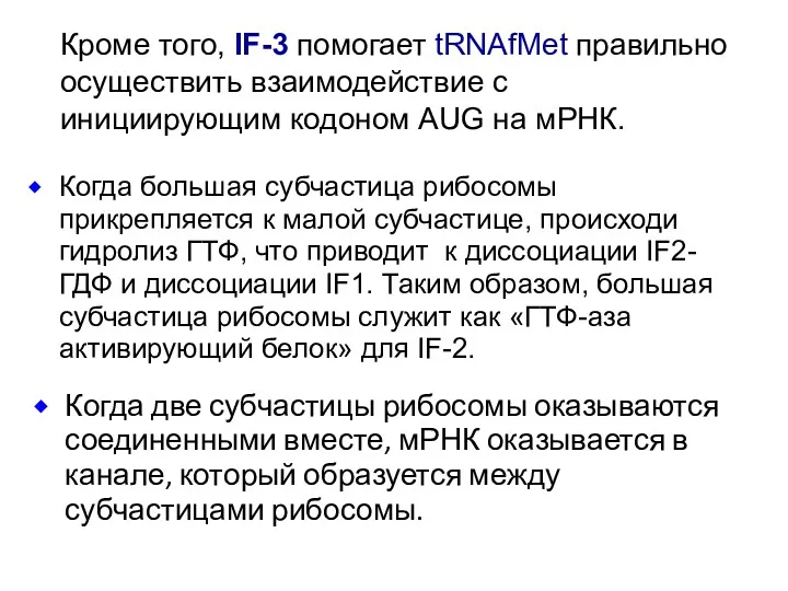 Когда две субчастицы рибосомы оказываются соединенными вместе, мРНК оказывается в