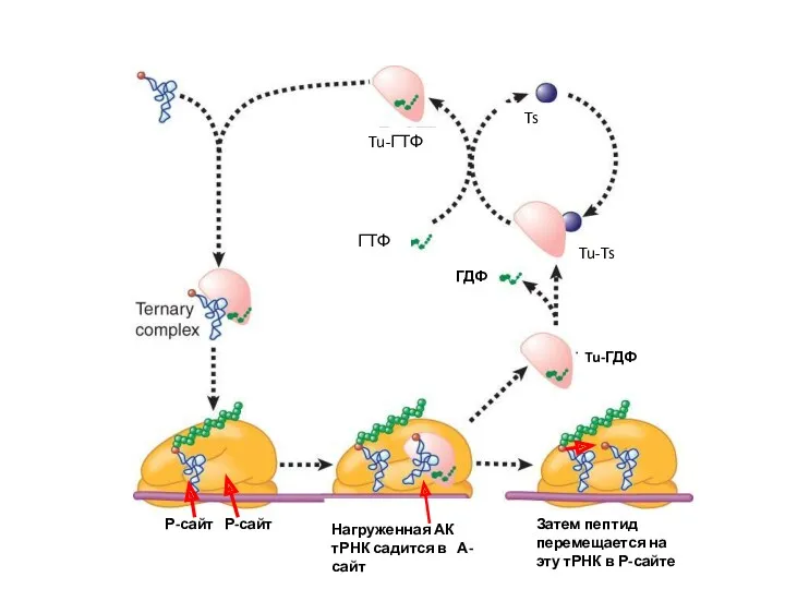 Tu-ГТФ Ts Tu-Ts Tu-Ts ГТФ ГДФ Tu-ГДФ Нагруженная АК тРНК