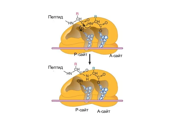Пептид Пептид А-сайт А-сайт Р-сайт Р-сайт
