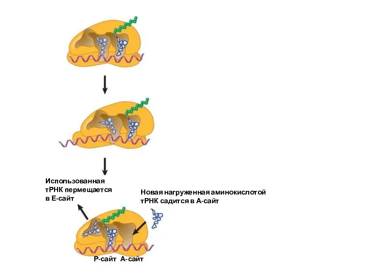 Использованная тРНК пермещается в Е-сайт Новая нагруженная аминокислотой тРНК садится в А-сайт А-сайт Р-сайт