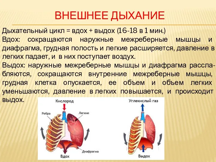 ВНЕШНЕЕ ДЫХАНИЕ Дыхательный цикл = вдох + выдох (16-18 в