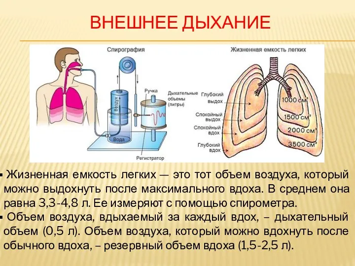 Жизненная емкость легких — это тот объем воздуха, который можно