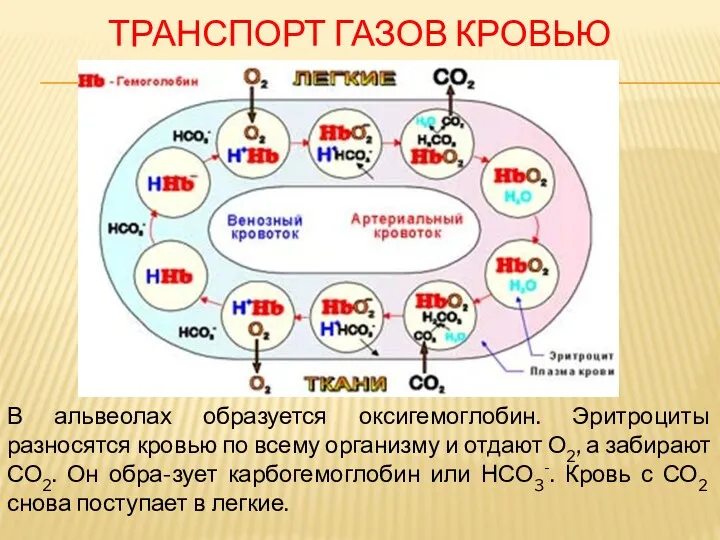 ТРАНСПОРТ ГАЗОВ КРОВЬЮ В альвеолах образуется оксигемоглобин. Эритроциты разносятся кровью