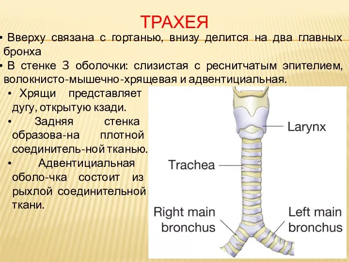 ТРАХЕЯ Вверху связана с гортанью, внизу делится на два главных