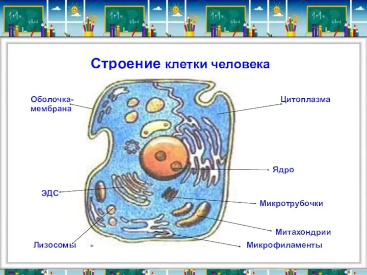 Строение клетки человека Ядро Цитоплазма Микротрубочки Лизосомы ЭДС Оболочка- мембрана Микрофиламенты Митахондрии