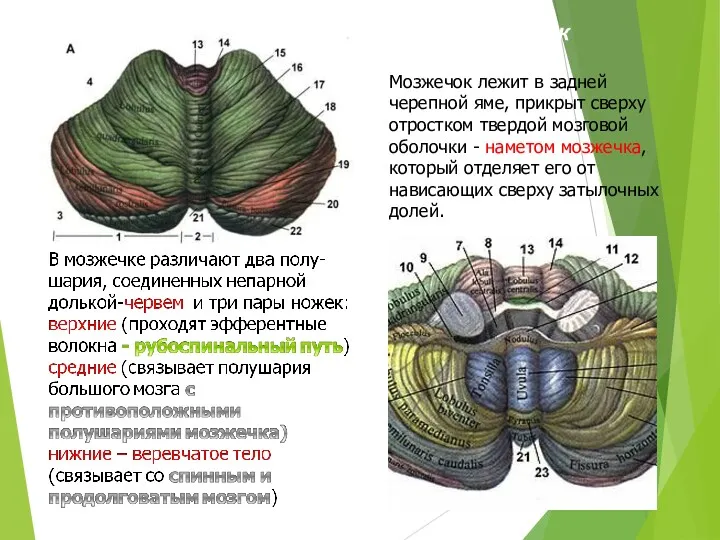Мозжечок Мозжечок лежит в задней черепной яме, прикрыт сверху отростком твердой мозговой оболочки