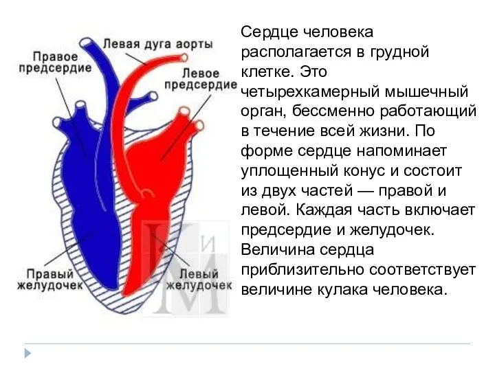 Сердце человека располагается в грудной клетке. Это четырехкамерный мышечный орган,
