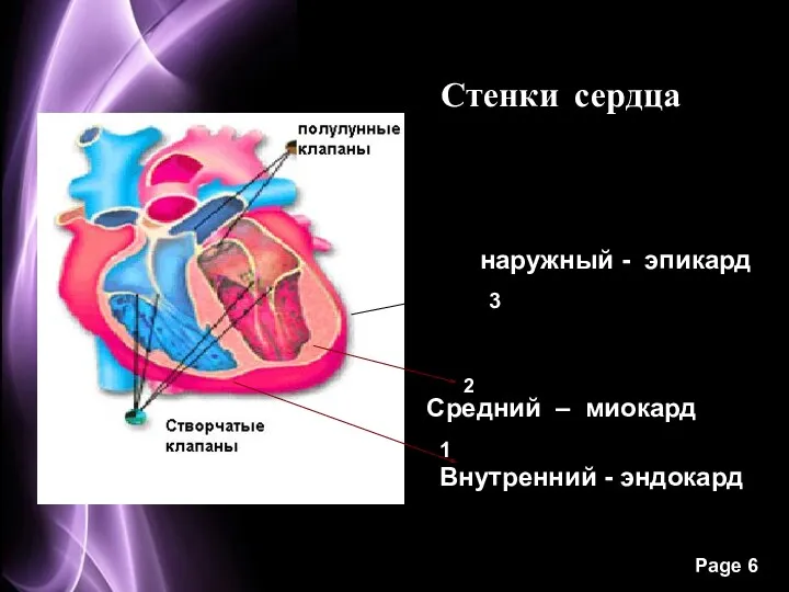 Стенки сердца 1 2 3 Внутренний - эндокард Средний –