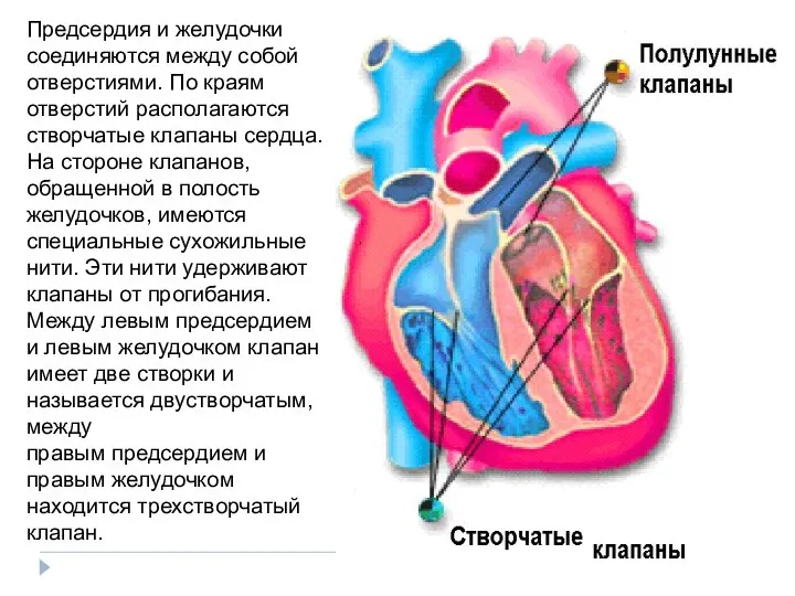 Предсердия и желудочки соединяются между собой отверстиями. По краям отверстий