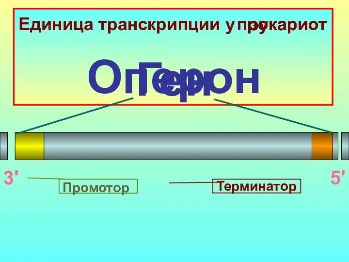 эукариот 3' 5' Промотор Терминатор Единица транскрипции у Оперон прокариот Ген