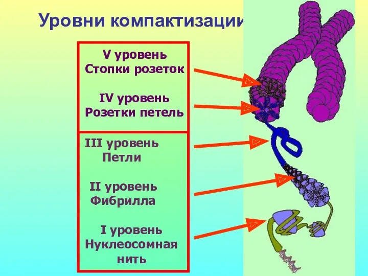 Уровни компактизации ДНК I уровень Нуклеосомная нить II уровень Фибрилла