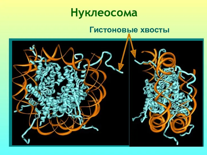 Гистоновые хвосты Нуклеосома