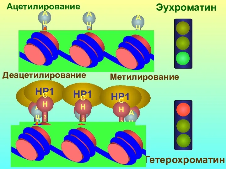 Эухроматин НР1 НР1 НР1 Гетерохроматин Ацетилирование Метилирование Деацетилирование
