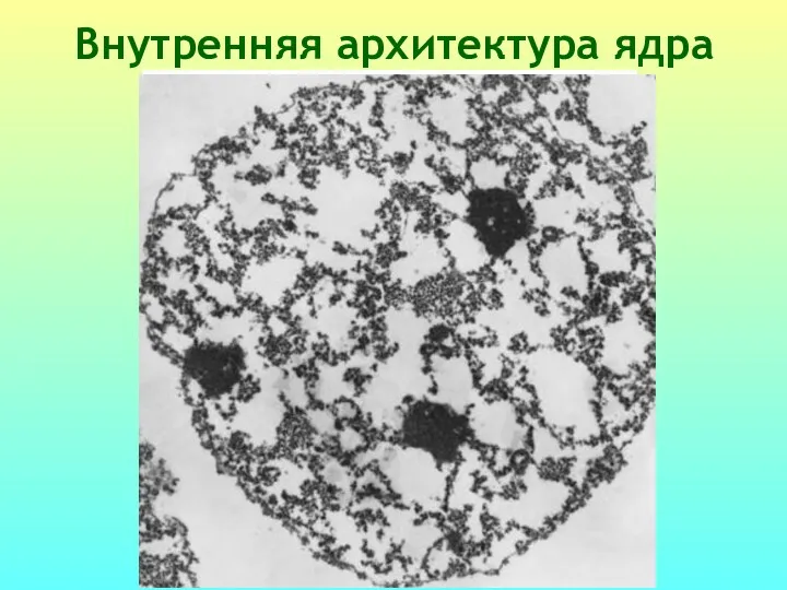 Ядерный матрикс Хроматин Внутренняя архитектура ядра