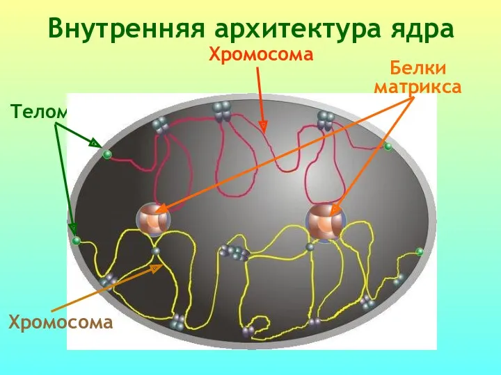 Внутренняя архитектура ядра Теломеры Белки матрикса Хромосома Хромосома