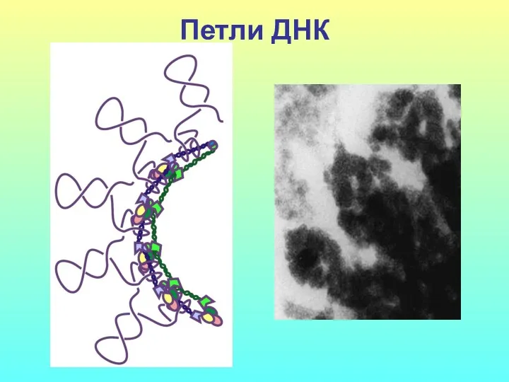 Петли ДНК