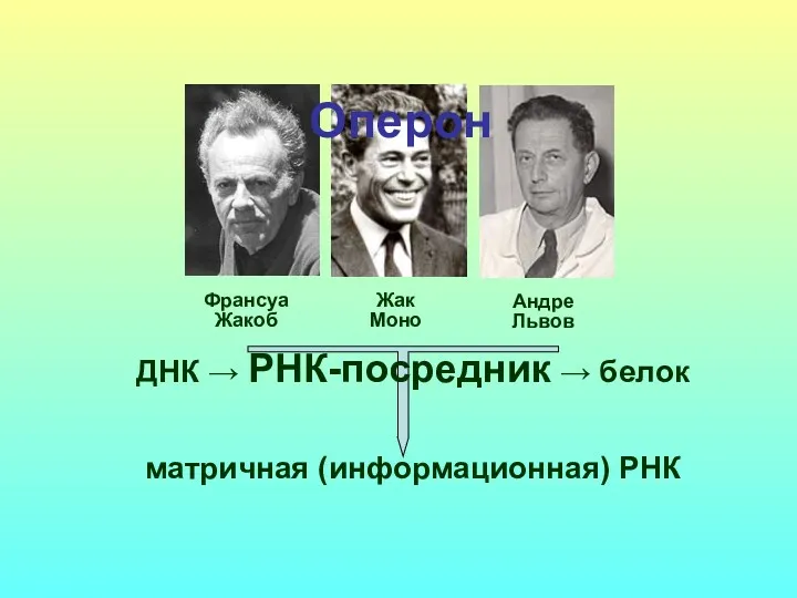 ДНК → РНК-посредник → белок матричная (информационная) РНК Оперон