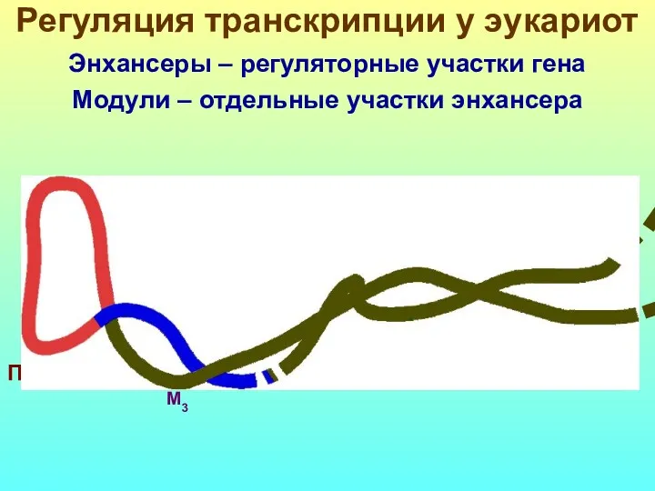 Регуляция транскрипции у эукариот Энхансеры – регуляторные участки гена Модули