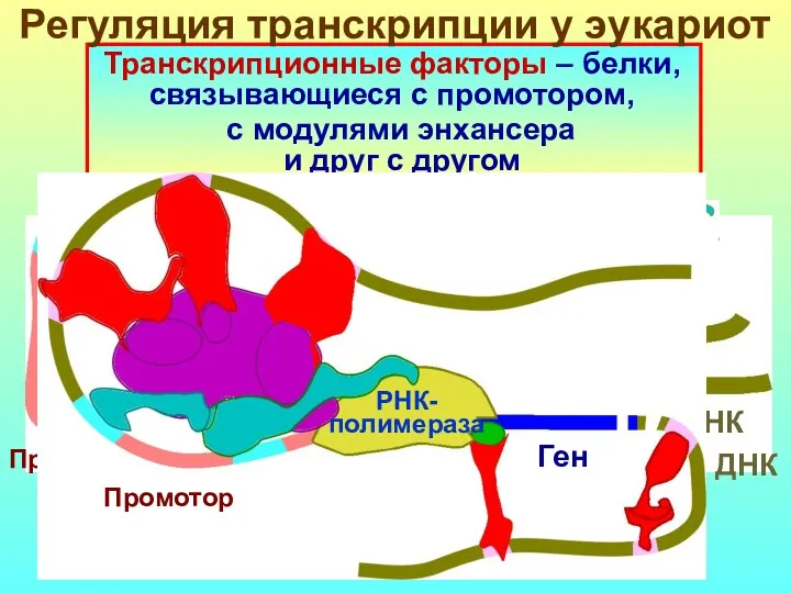 Транскрипционные факторы – белки, связывающиеся с промотором, с модулями энхансера