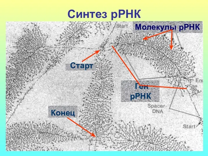 Синтез рРНК Молекулы рРНК Ген рРНК Старт Конец