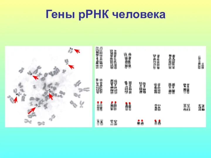 Гены рРНК человека