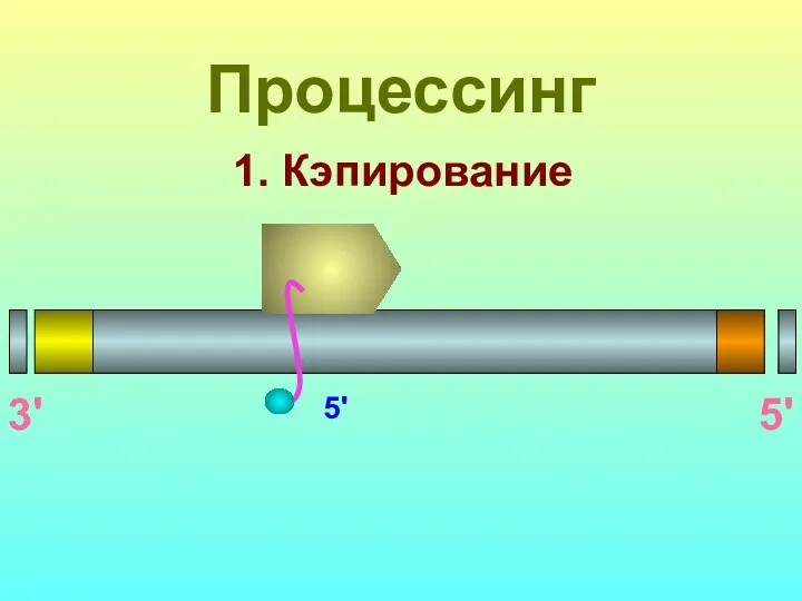 1. Кэпирование 3' 5' 5' Процессинг