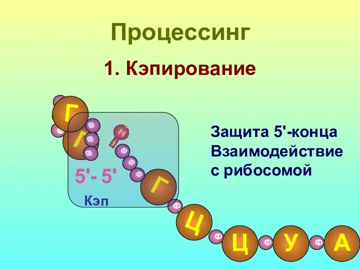 1. Кэпирование Процессинг Ф 5'- Кэп Защита 5'-конца Взаимодействие с рибосомой