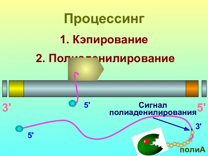 1. Кэпирование Процессинг 3' 5' 5' 3' 2. Полиаденилирование полиА Сигнал полиаденилирования