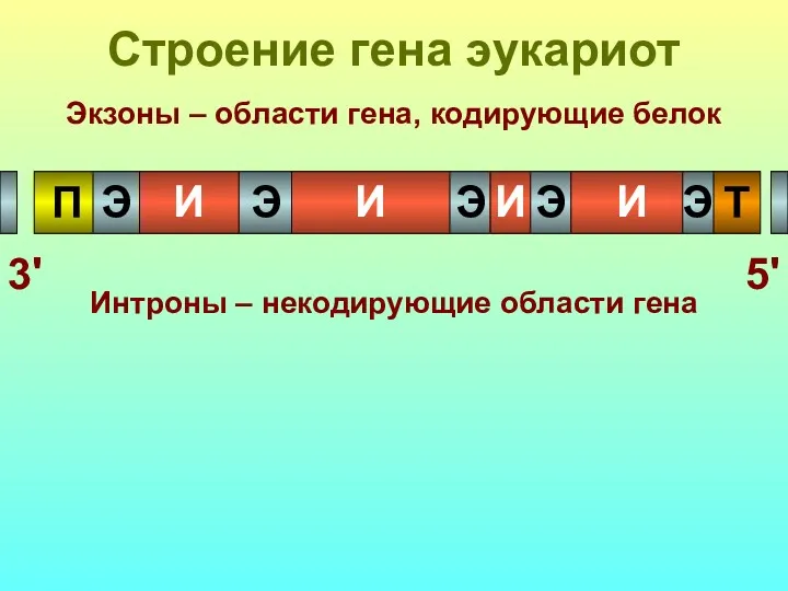 Строение гена эукариот 3' 5' П Т Э Э Э