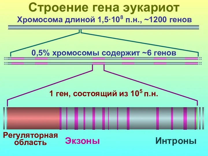 Строение гена эукариот Хромосома длиной 1,5·108 п.н., ~1200 генов 0,5%