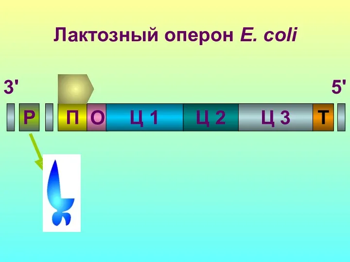Лактозный оперон E. coli Р 3'