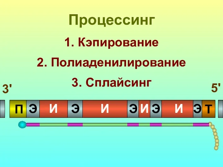 1. Кэпирование 2. Полиаденилирование 3. Сплайсинг Процессинг