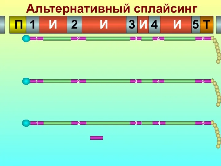 Альтернативный сплайсинг 1 2 3 4 1 2 3 4