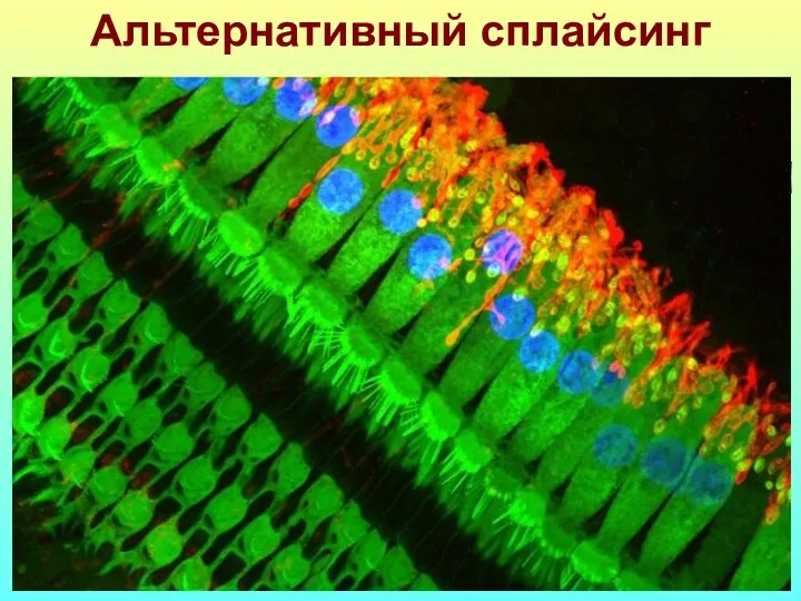 Ген Slo 35 экзонов Из них 8 альтернативных Сколько может