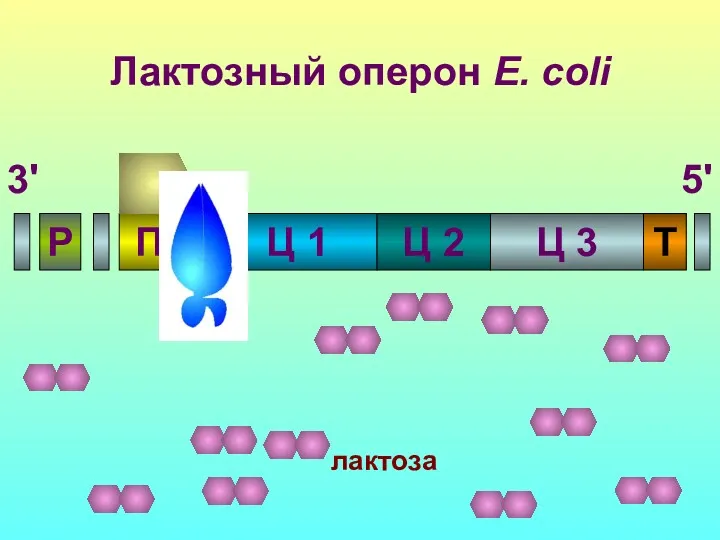 Лактозный оперон E. coli П Р О Ц 1 Ц