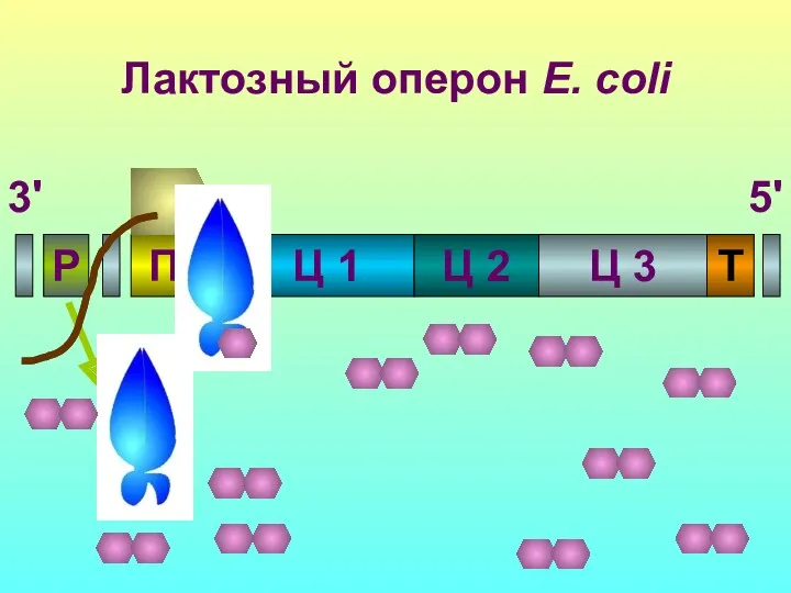 П Р О Ц 1 Ц 2 Т Ц 3 3' 5' Лактозный оперон E. coli