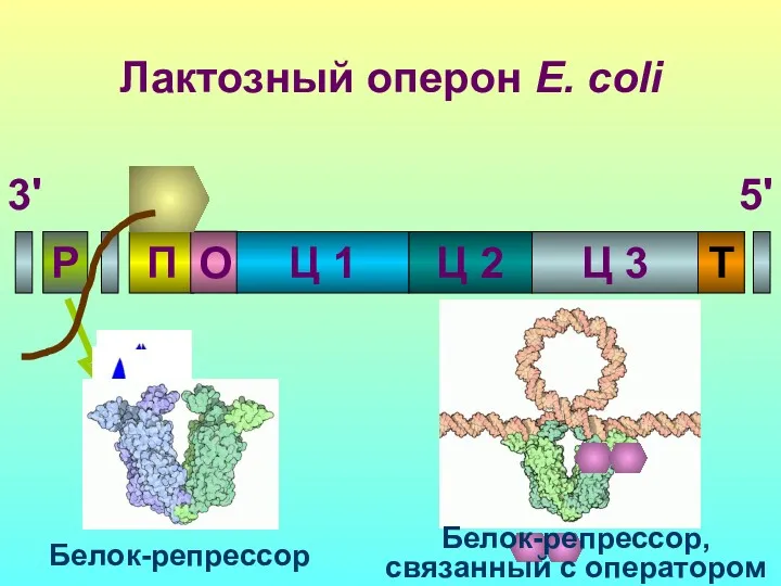 Лактозный оперон E. coli П Р О Ц 1 Ц