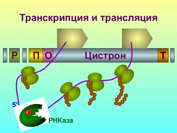 5' 5' РНКаза Транскрипция и трансляция