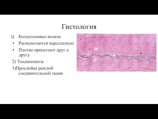 Гистология Коллагеновые волкна Располагаются параллельно Плотно прилегают друг к другу 2) Тендиноциты 3)Прослойка рыхлой соединительной ткани