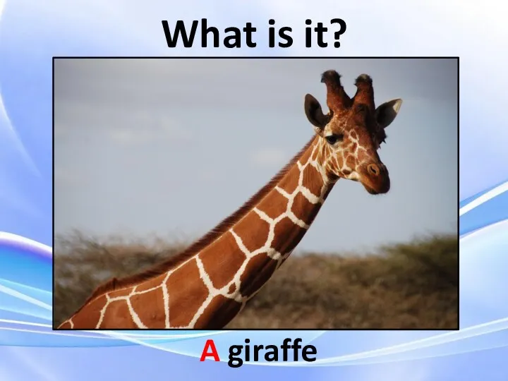 A giraffe What is it?