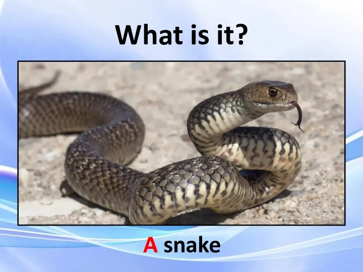 What is it? A snake