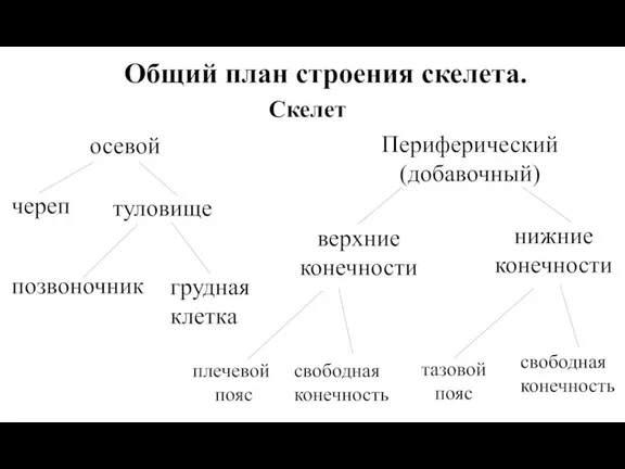 Общий план строения скелета. Скелет осевой Периферический (добавочный) туловище череп