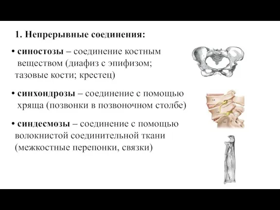 1. Непрерывные соединения: синостозы – соединение костным веществом (диафиз с