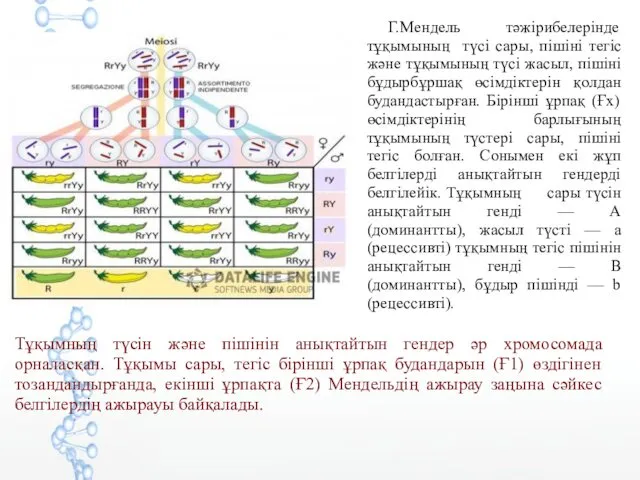 Г.Мендель тәжірибелерінде тұқымының түсі сары, пішіні тегіс және тұқымының түсі