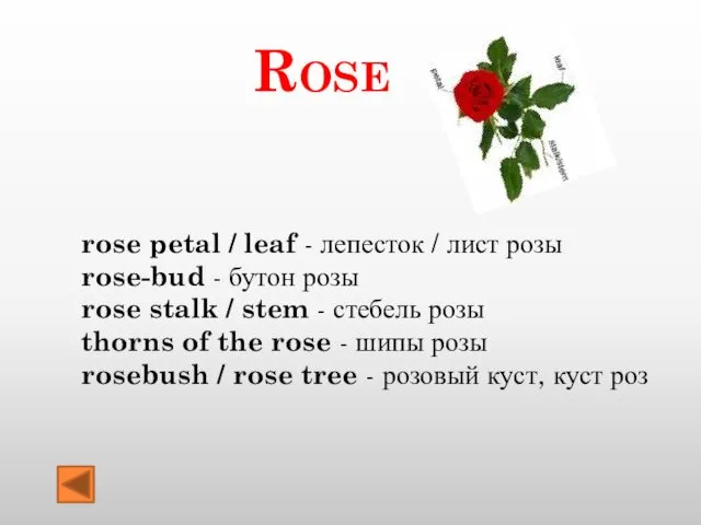 Rose rose petal / leaf - лепесток / лист розы rose-bud - бутон