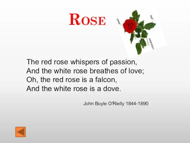 Rose The red rose whispers of passion, And the white rose breathes of