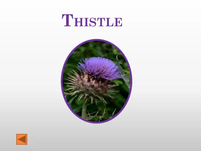 Thistle
