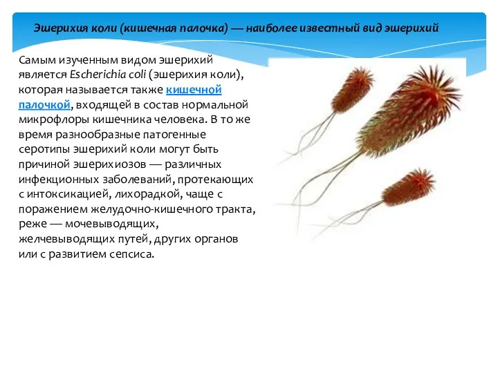 Эшерихия коли (кишечная палочка) — наиболее известный вид эшерихий Самым изученным видом эшерихий