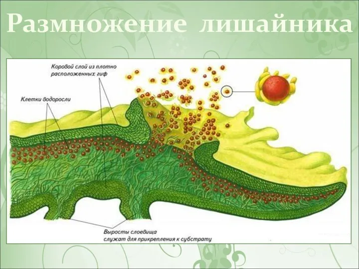 Размножение лишайника