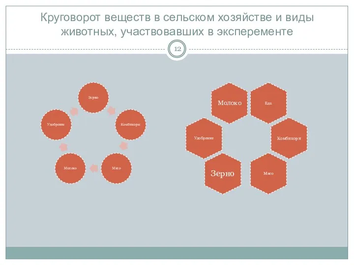 Круговорот веществ в сельском хозяйстве и виды животных, участвовавших в эксперементе